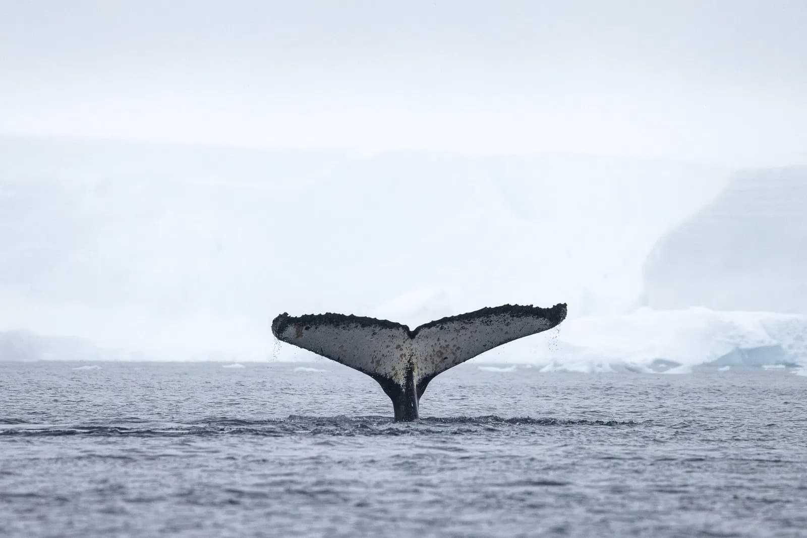 Whales in Antarctic waters